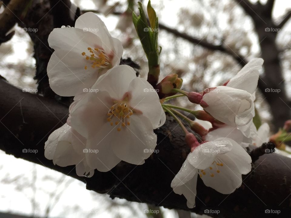 Cherry blossom. Cherry blossoms, Washington DC