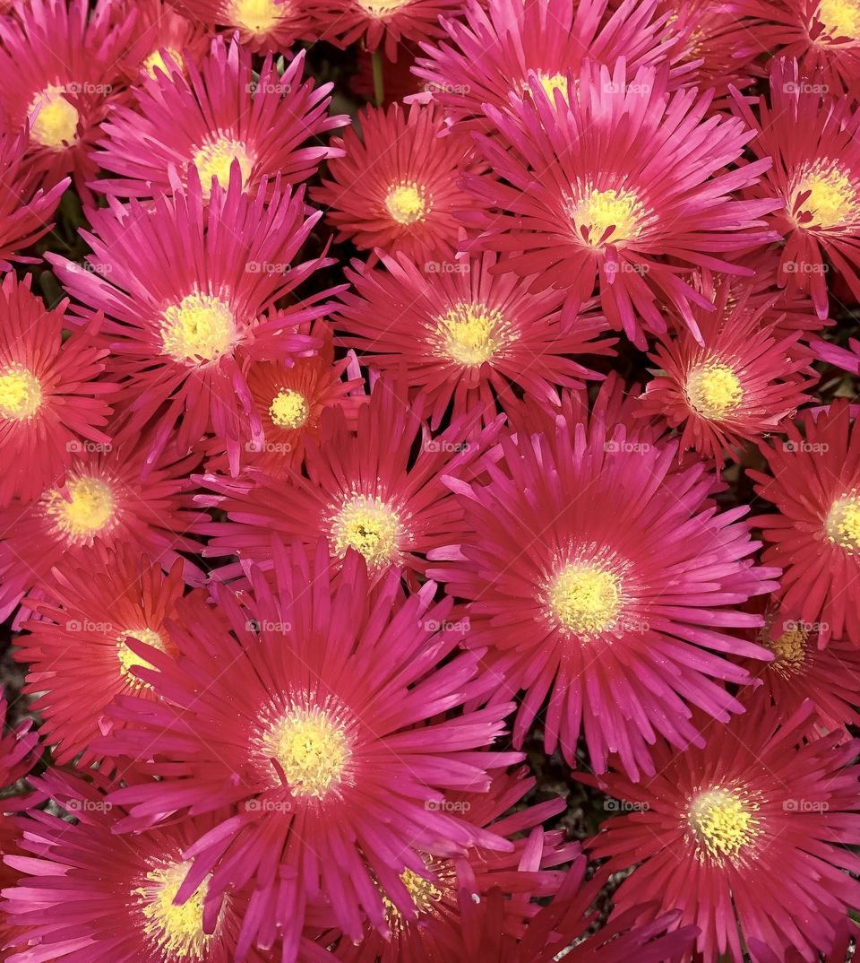 Colourful flowers of the trailing ice plant, in shades of red, pink and magenta with yellow centres