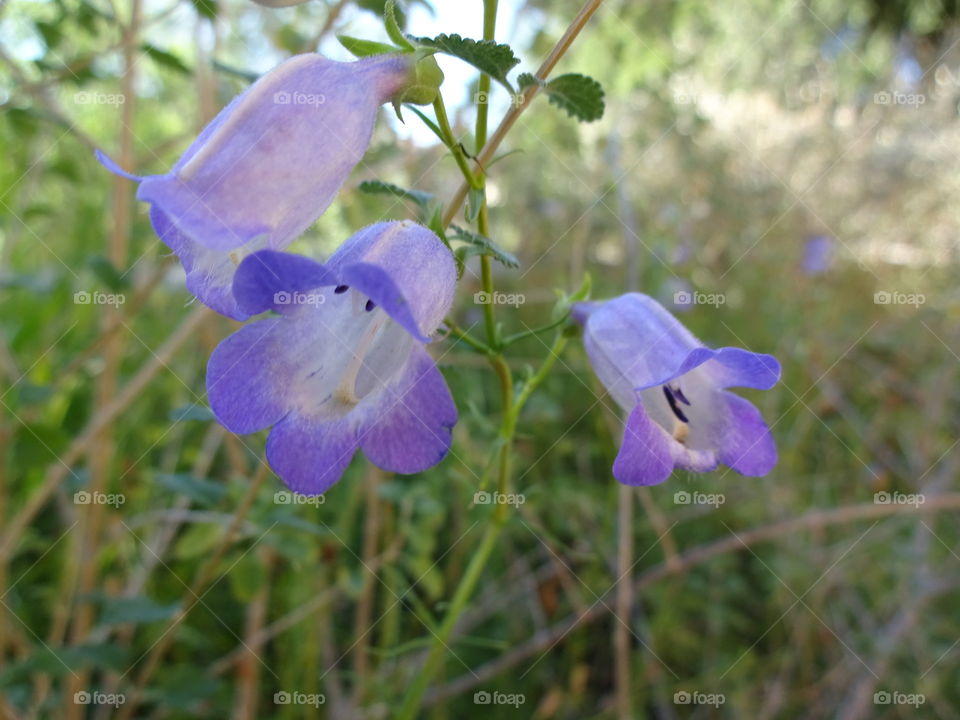 Purple Flower