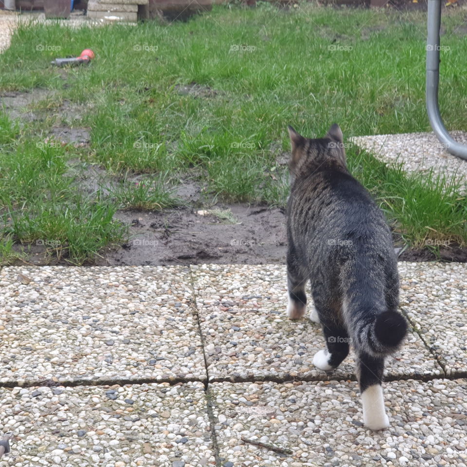 Walking in the backyard, Tiger