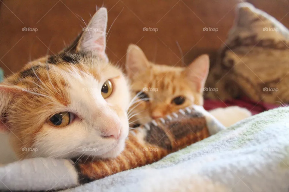 Cats