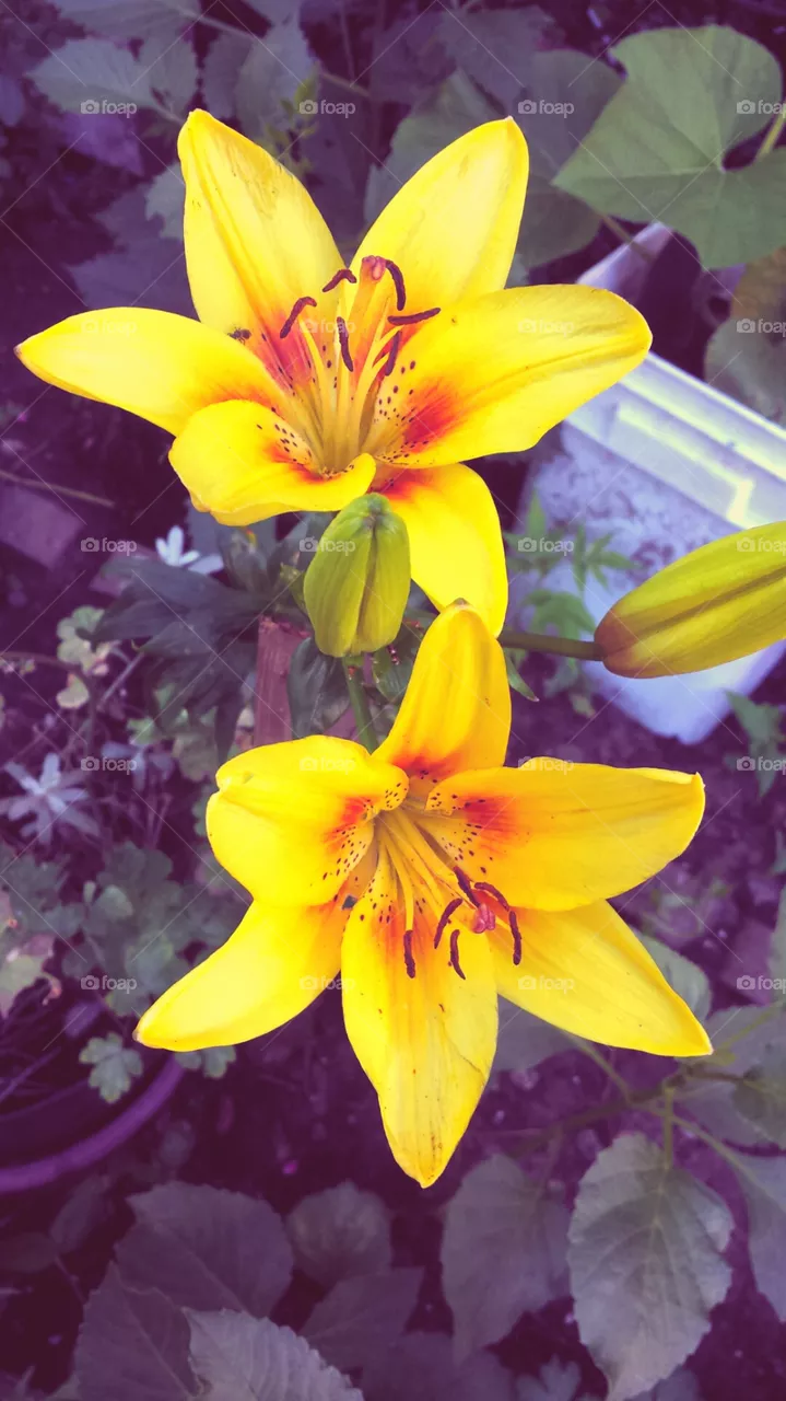 lilies