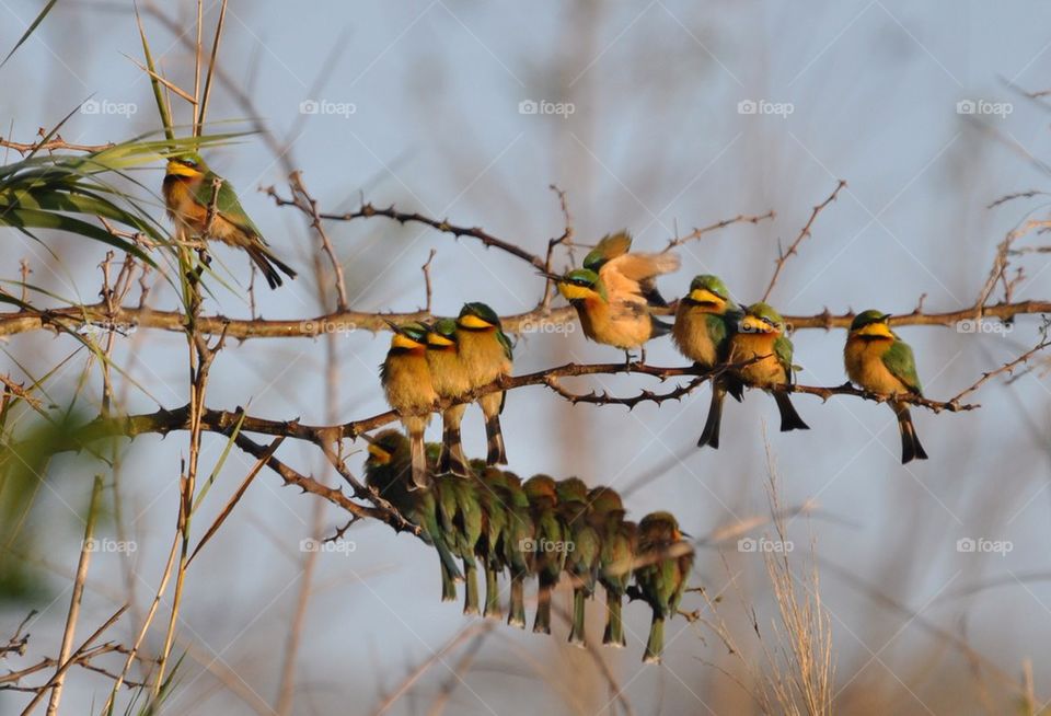 Bee eaters