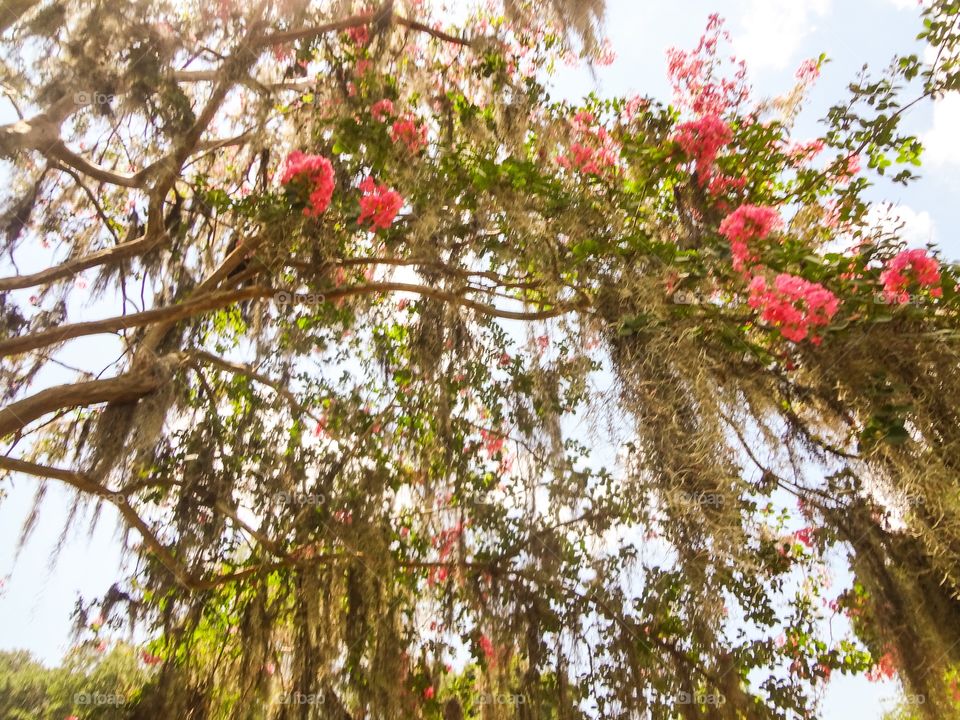 Spanish Moss on Crepe Myrtle