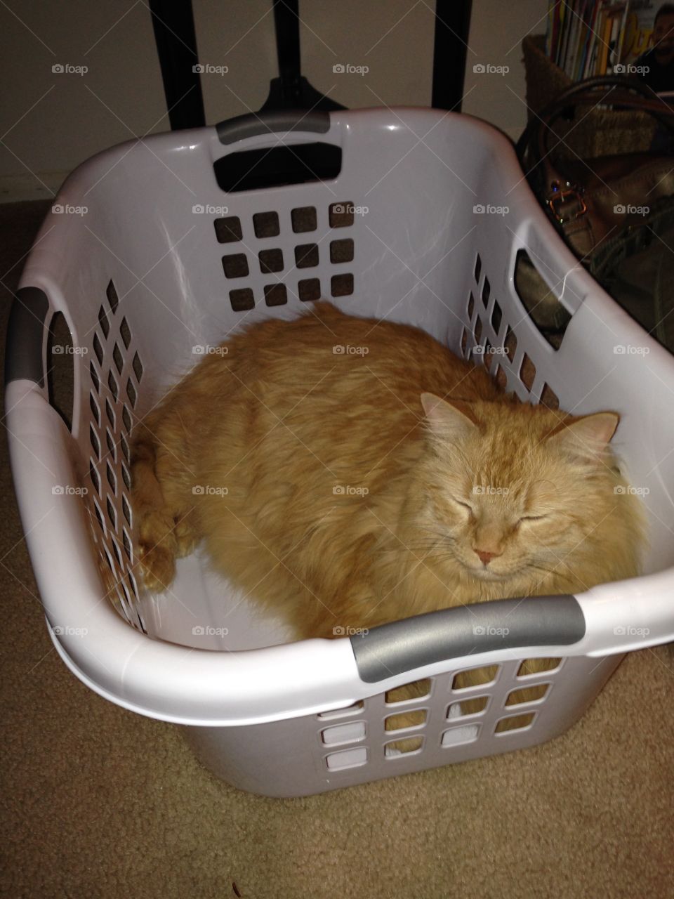 Cat in a basket
