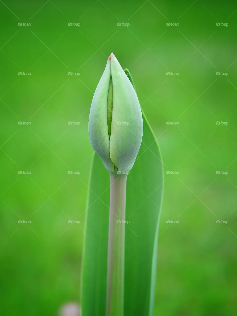 Tulip