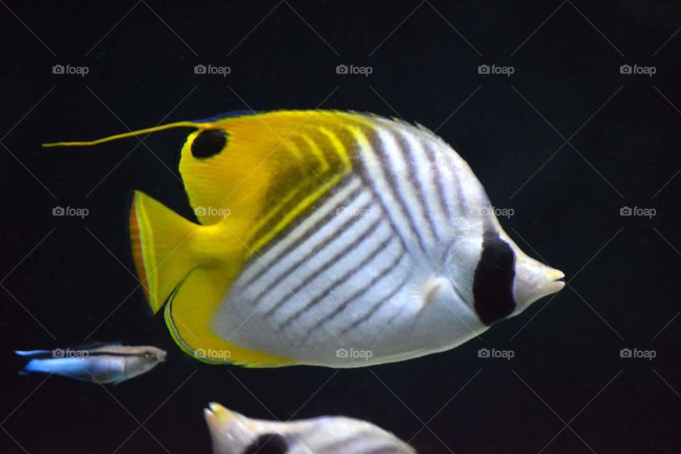 Beautiful yellow fish swimming