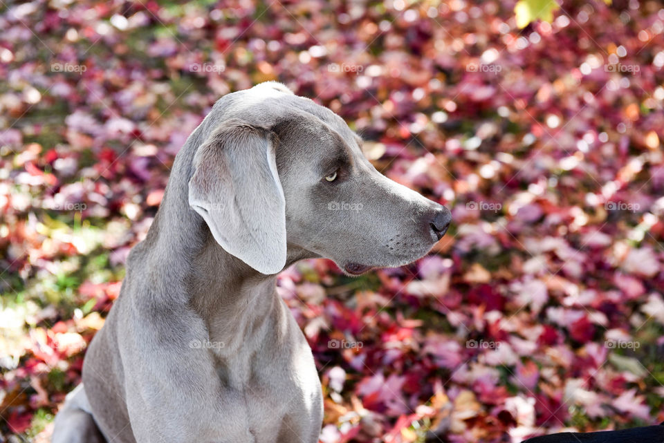 Weimaraner dog profile in front of colorful red autumn leaves