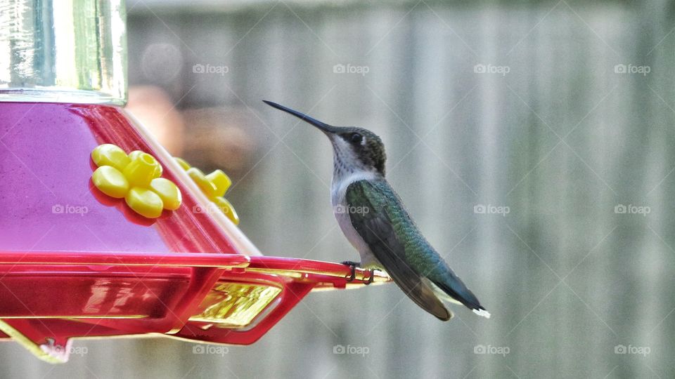 High angle view of hummingbird