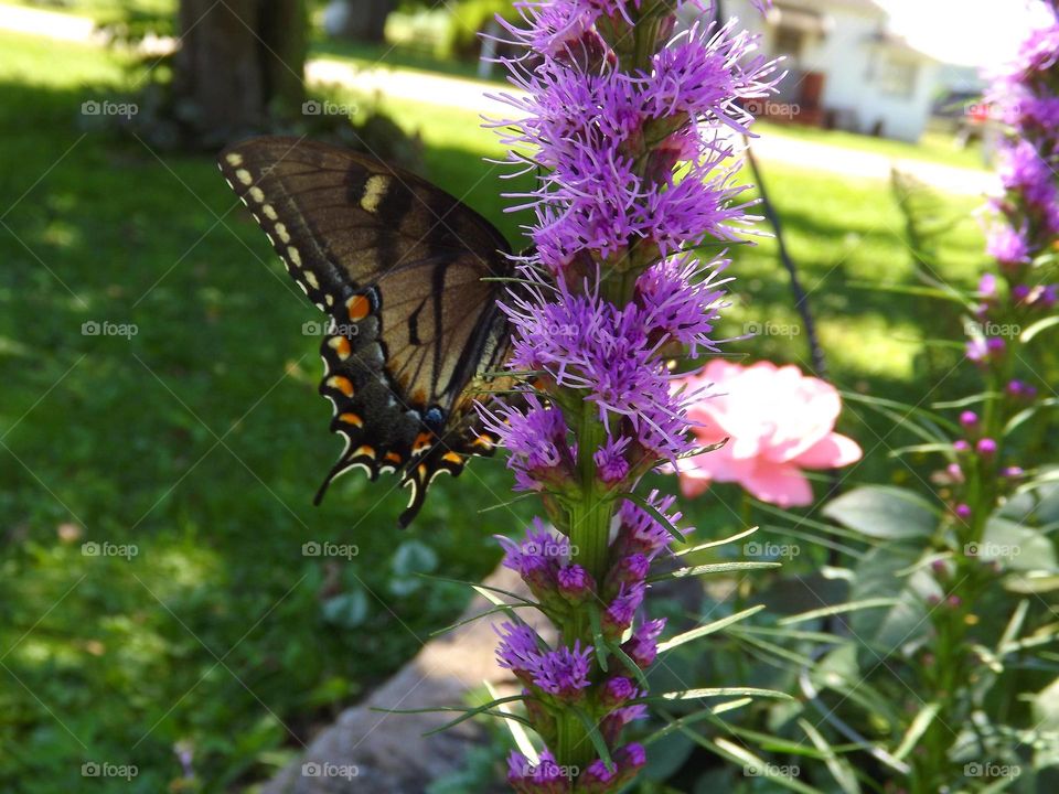 Bright and beautiful