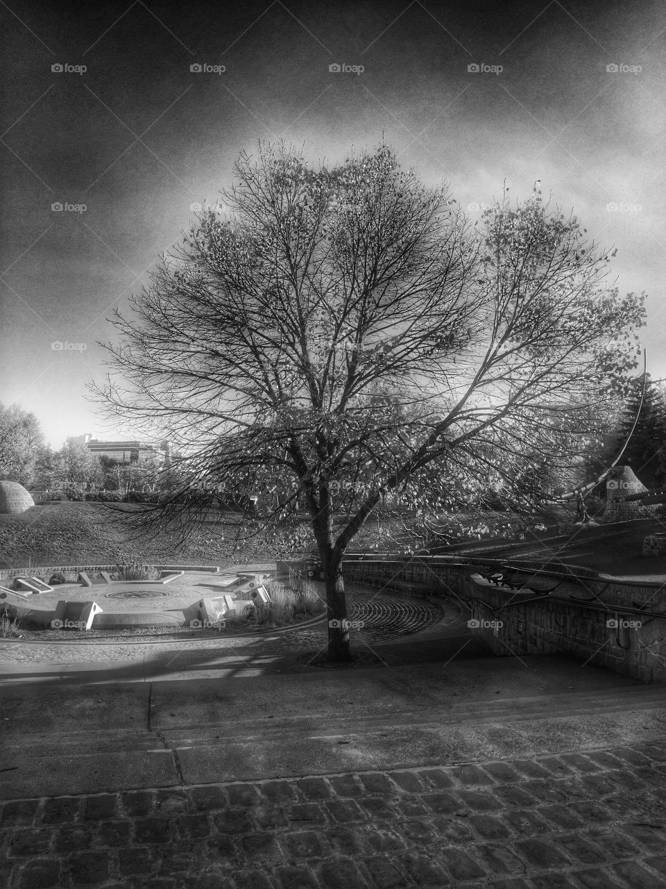 Black and white ,tree,landscape 