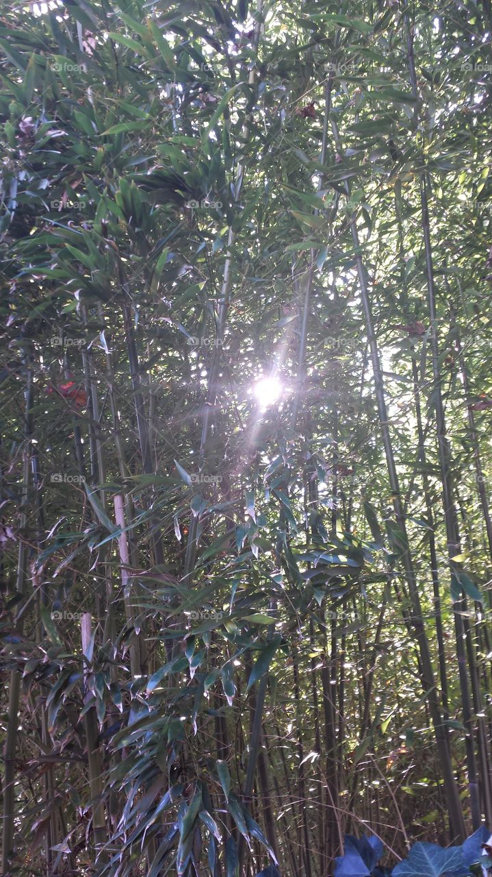 Bamboo Sun
