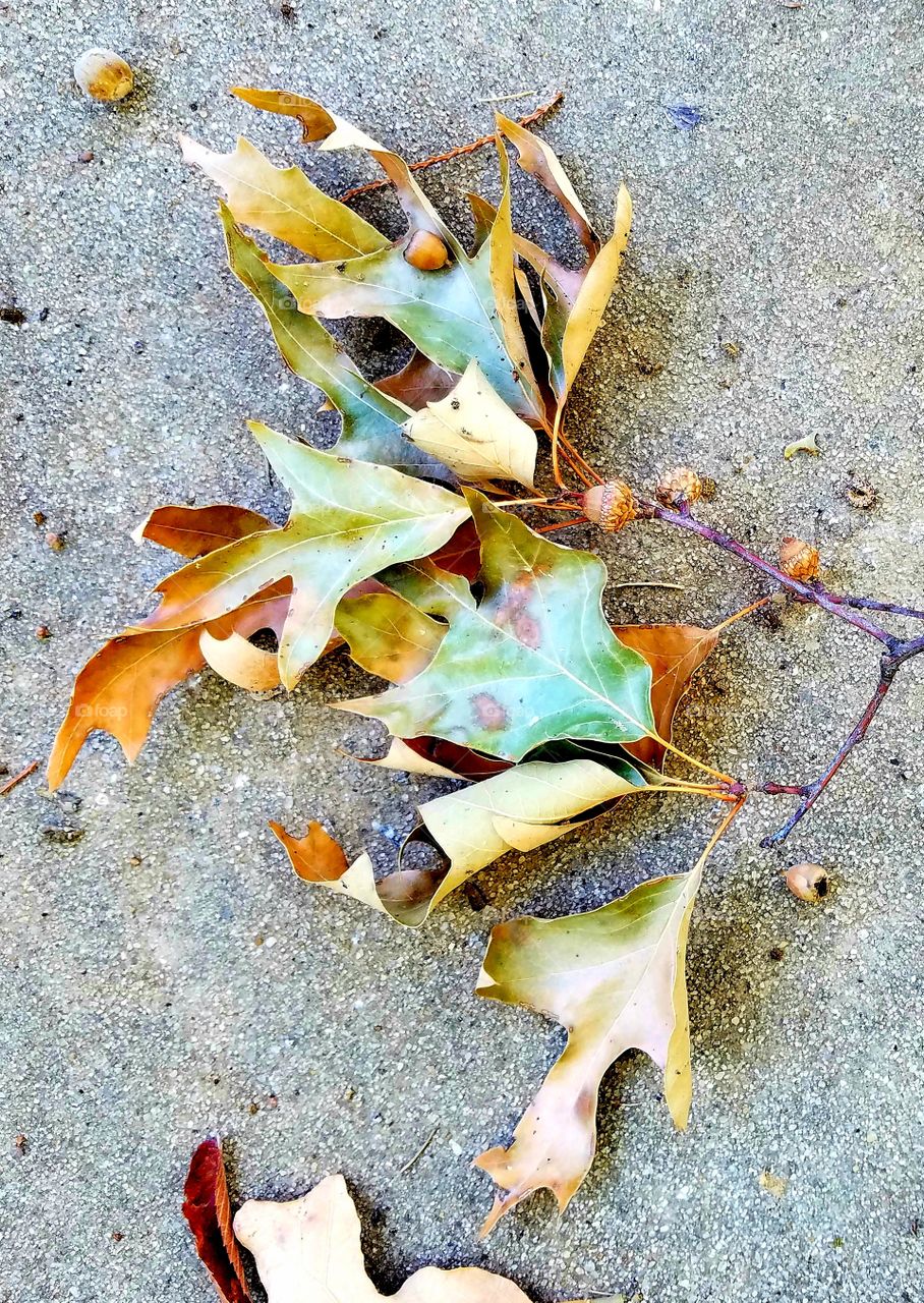 fallen branch with acorns.