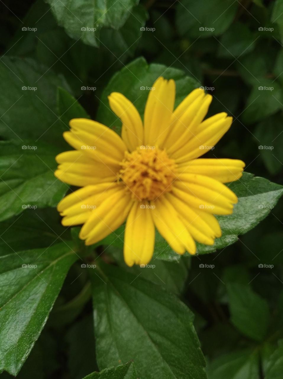 yellow flower seasonal fresh shurb small size looks very beautiful generally found everywhere