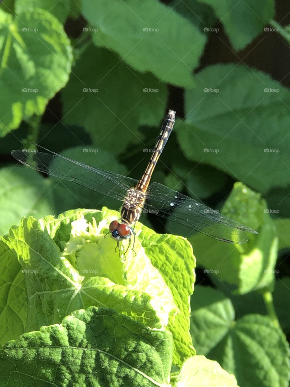 Female Blue Dasher Dragonfly