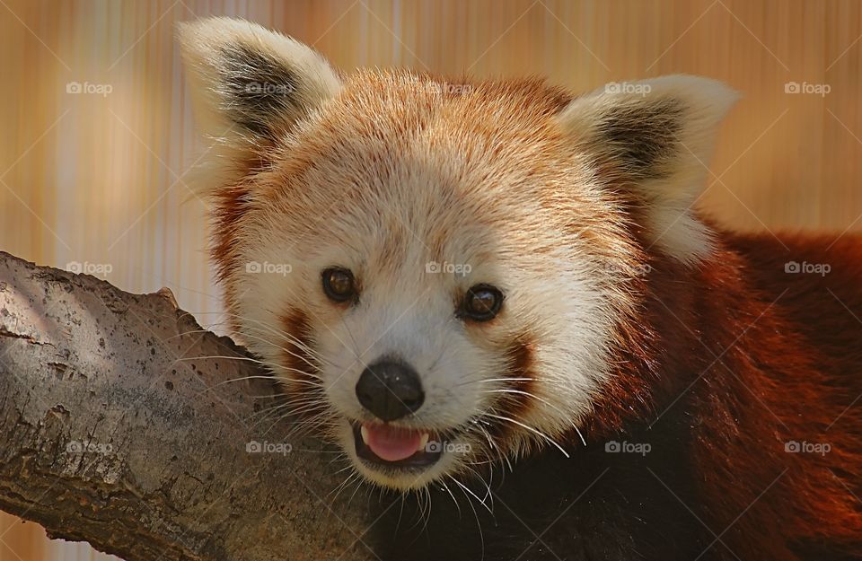 Facial portrait of a Red Panda. 