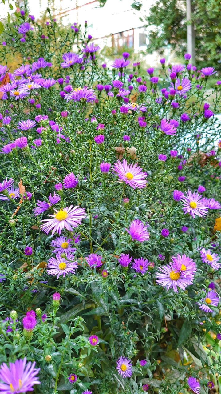 First autumn flowers