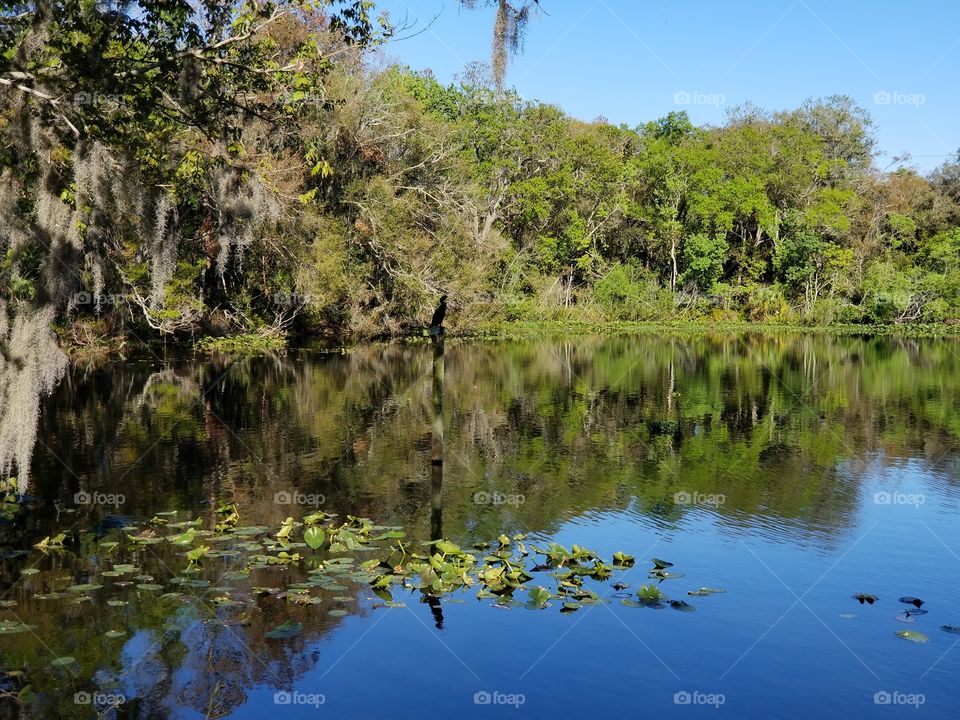 Florida nature park with bird wildlife