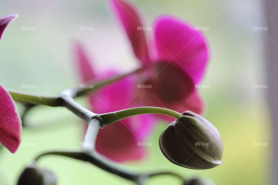 Close-up of flower bud