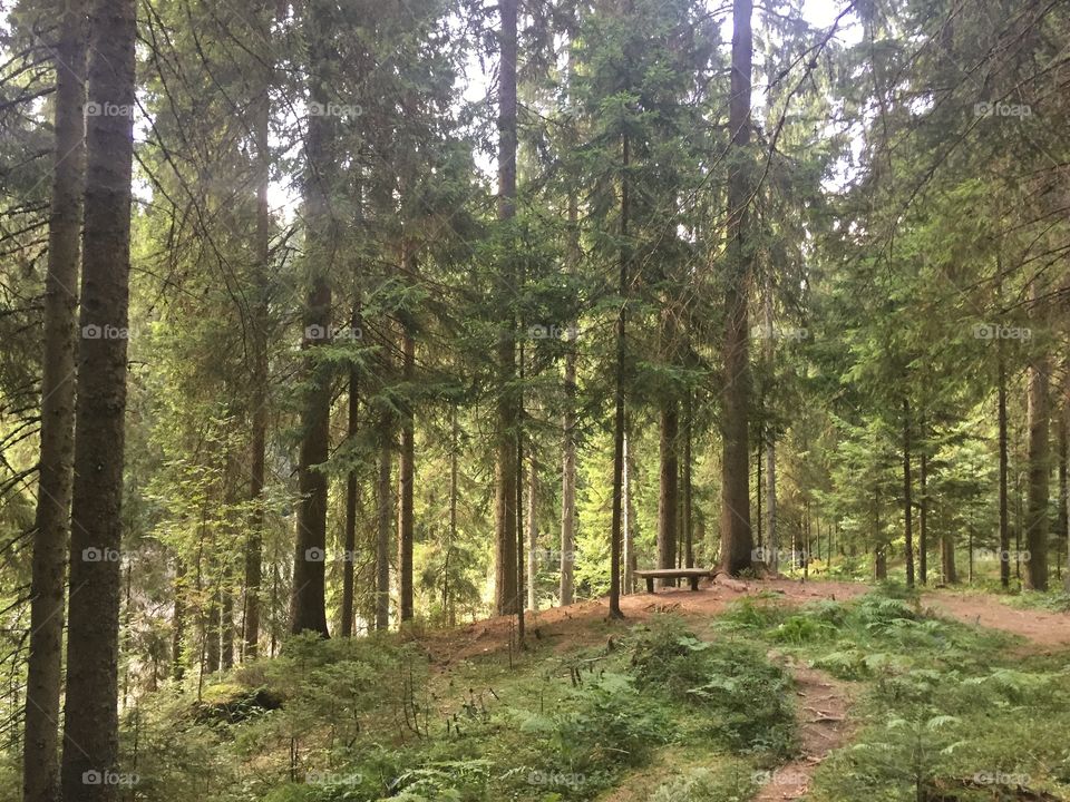 Desk  in wild