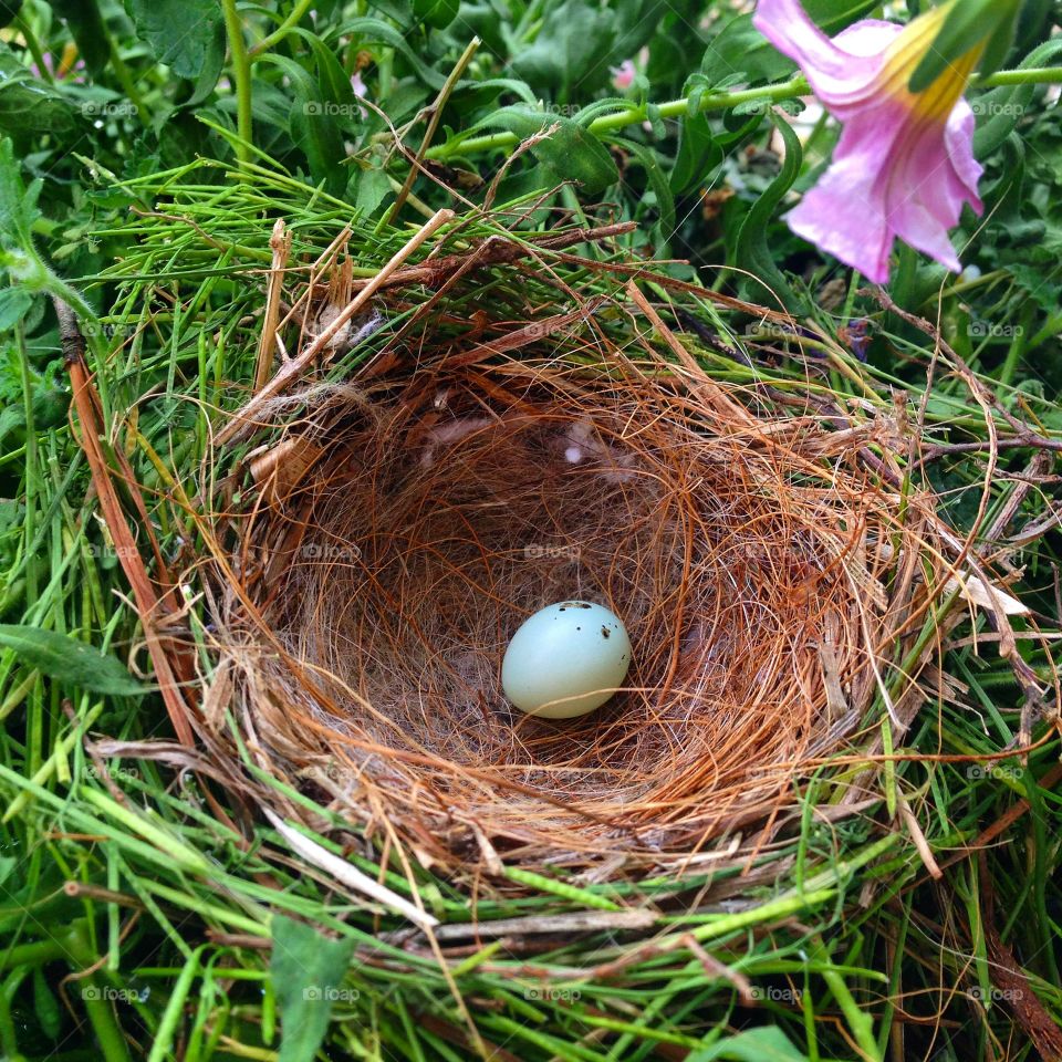 A little nest guest. One little bird egg laying in a nest, settled in a pot of flowers 
