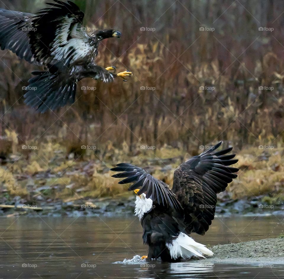 Eagle confrontation 