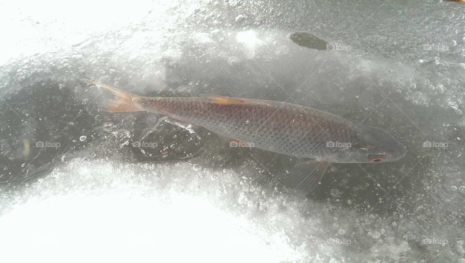 Fish, No Person, Water, One, Ocean