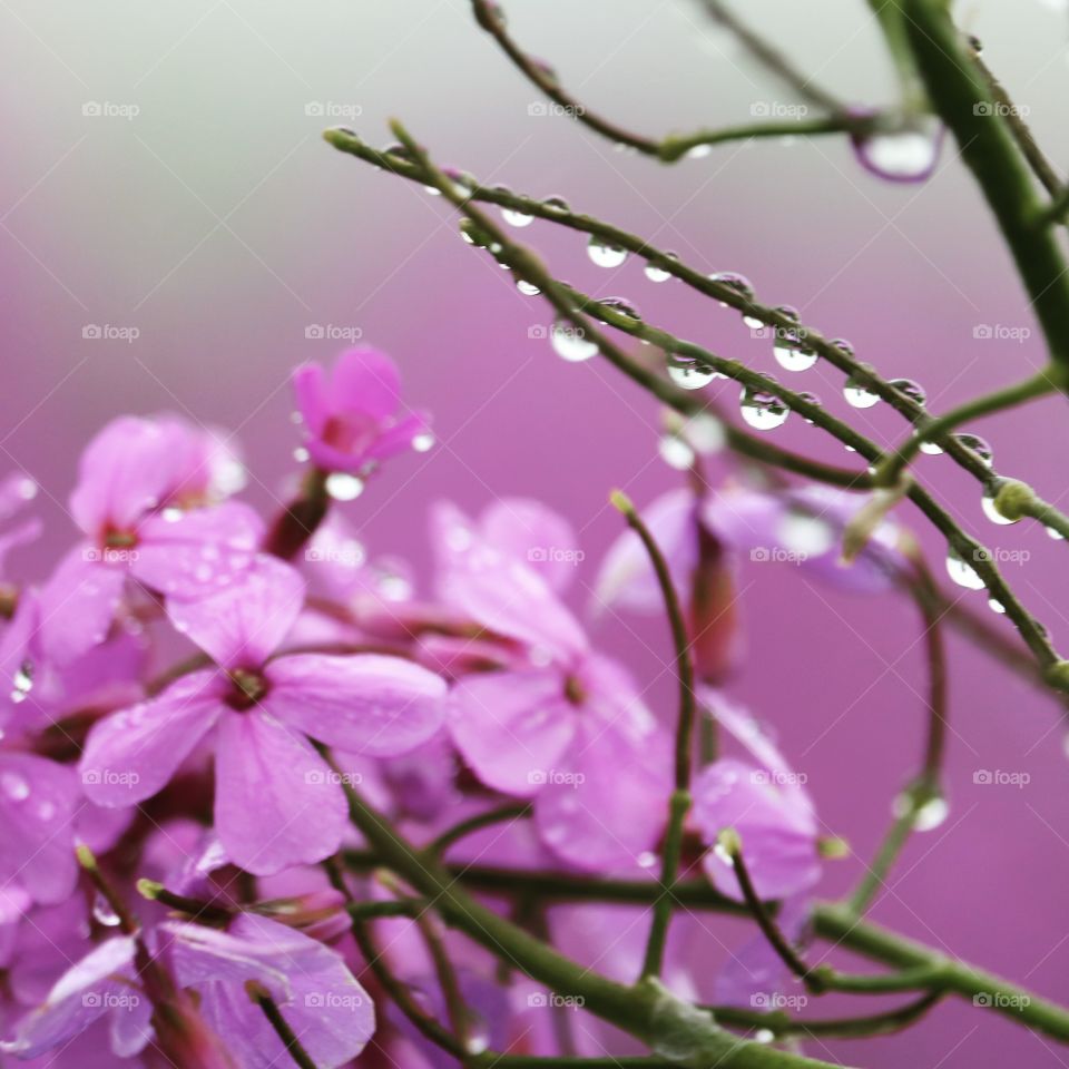 raindrops and wildflowers