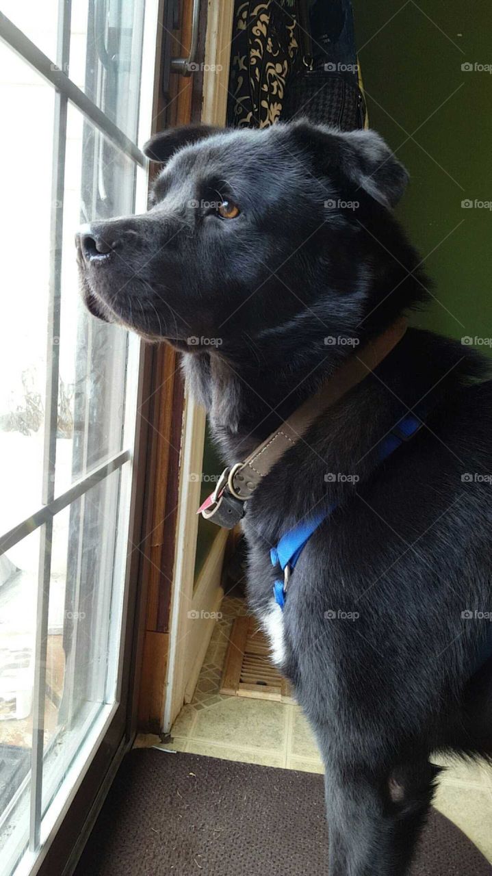 dog gazing outside
