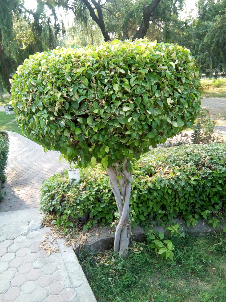 beautiful plants in garden