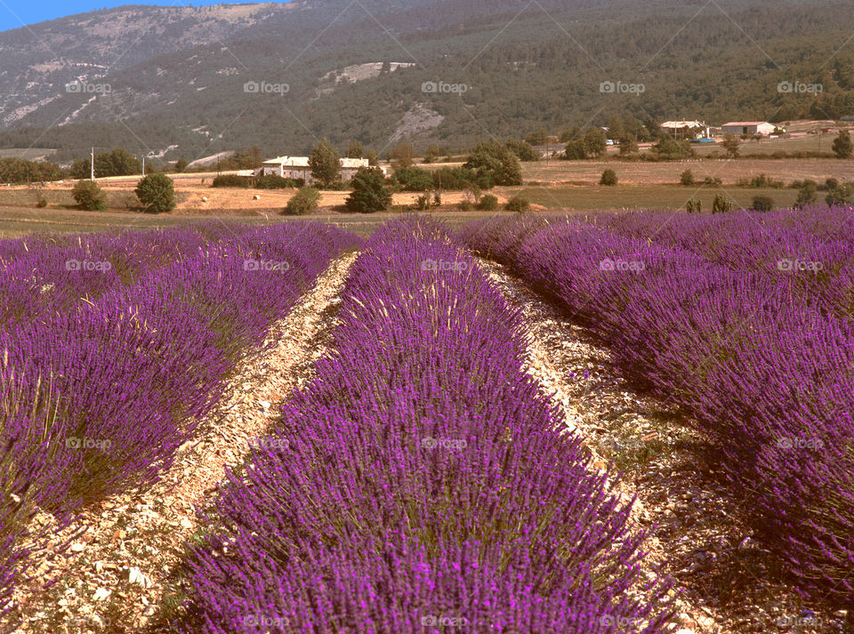 Lavender. Provence 
