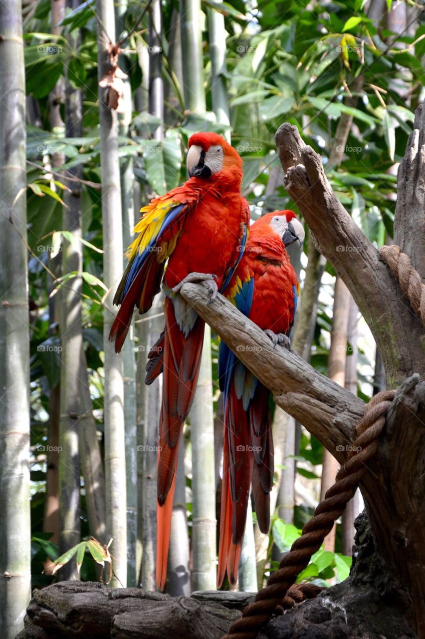 Macaw Friends