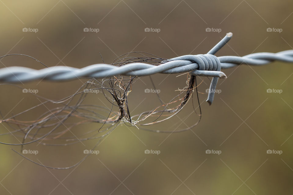 Close-up of barbed wire