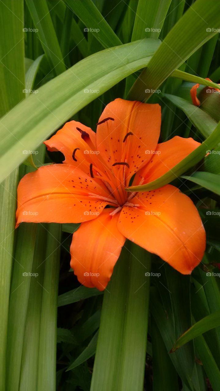 Orange Asiatic Lillies