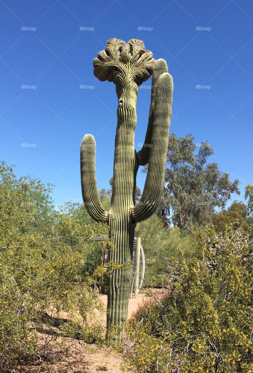 Crested Saguaro