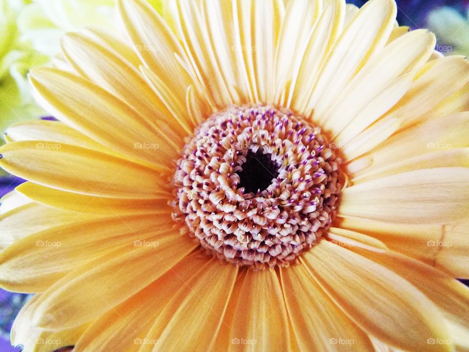 A Yellow Chrysanthemum 
