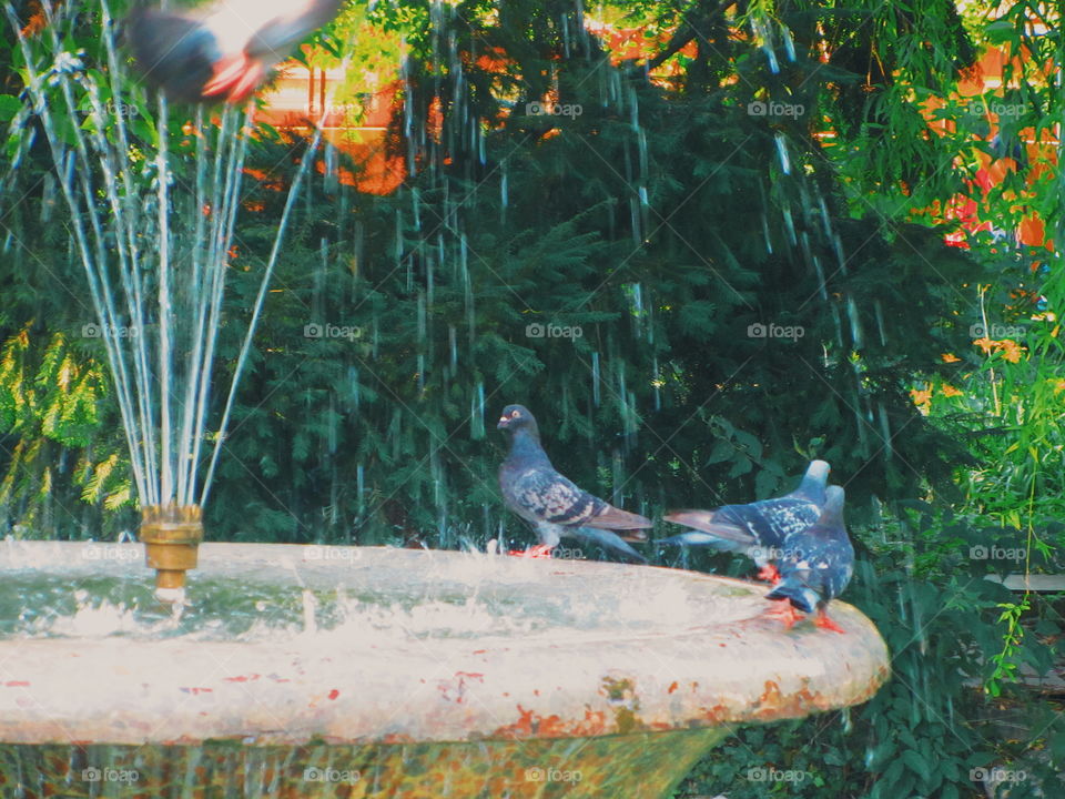 Birds in fountain