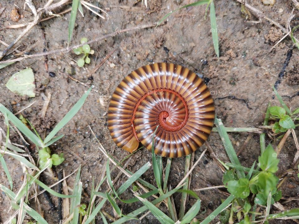 Millipede Curled Up on the Ground