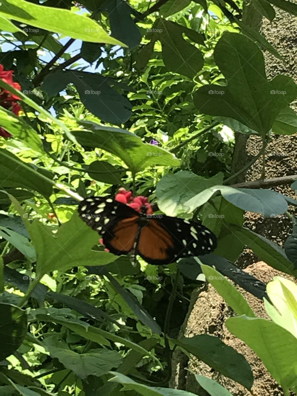 Butterfly in Henry Doorly  Zoo in Omaha, Nebraska