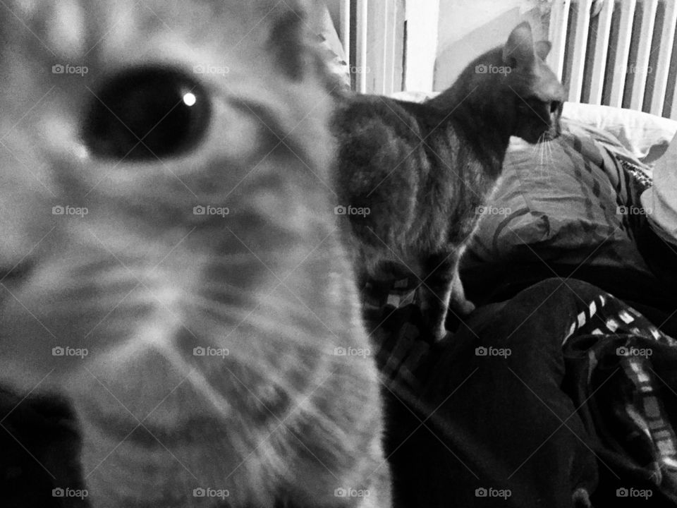 Cat’s selfie