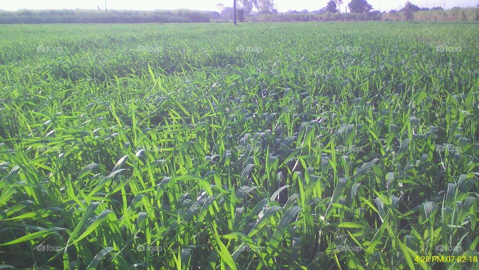 Landscape view of wheat crop field during winters