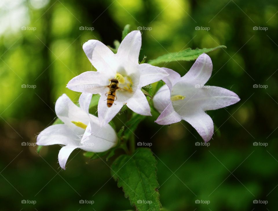 Bee pollinating flower