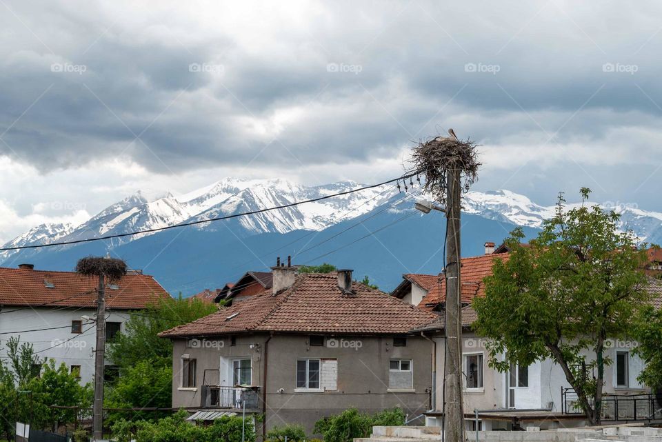 Birds in Motion, Stork