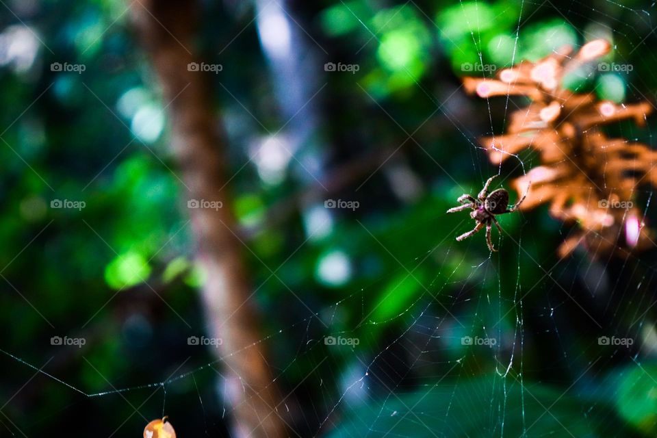 Little spider on the web.