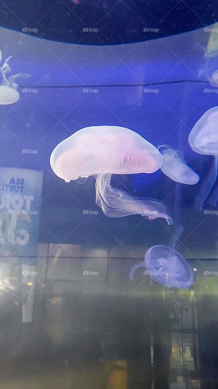 Jellyfish