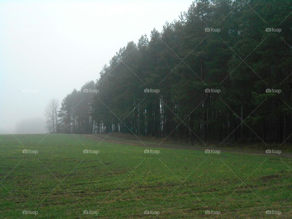 Tree, Landscape, Fog, No Person, Mist