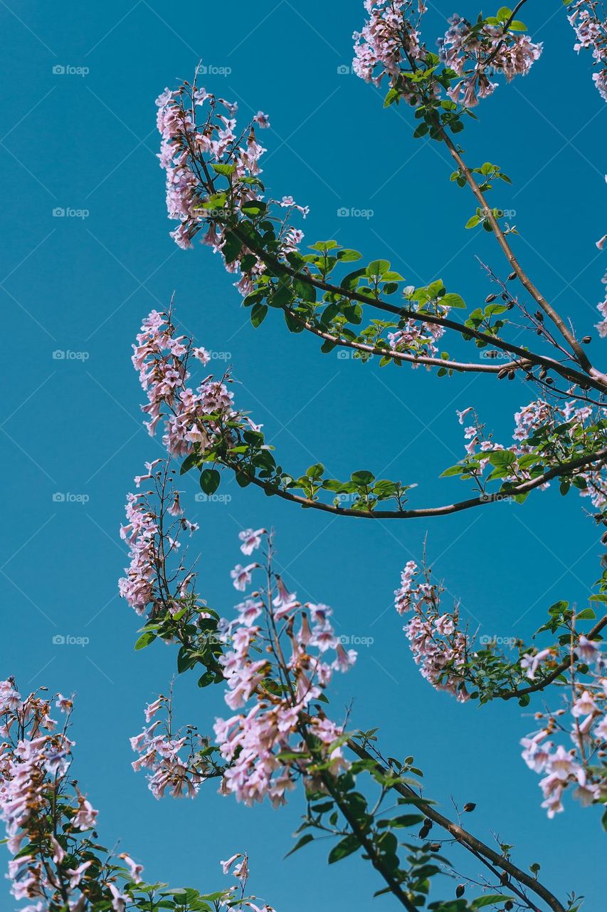Blossom tree against blue sky