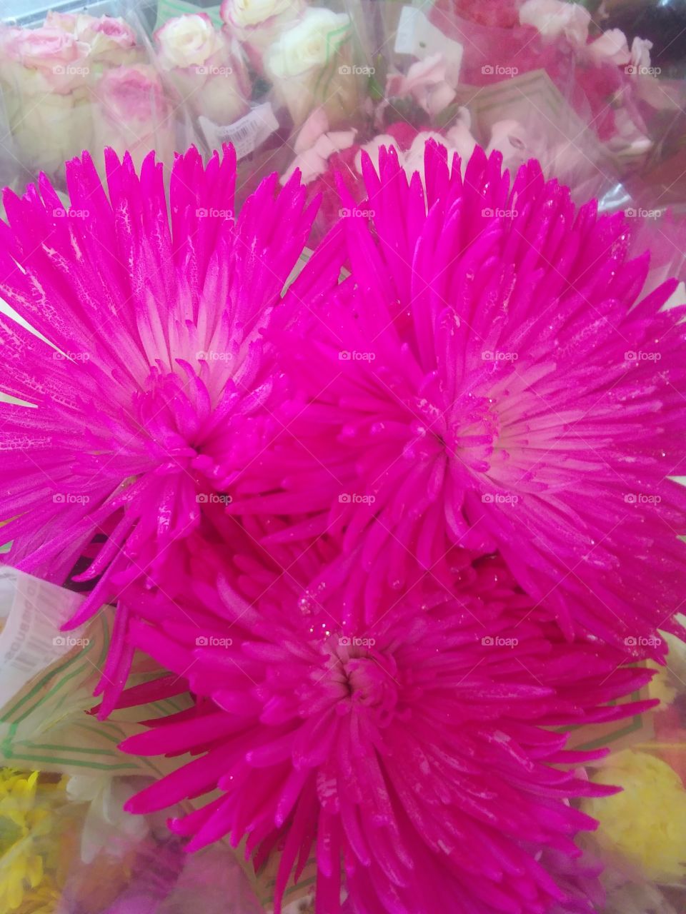 hot pink flower