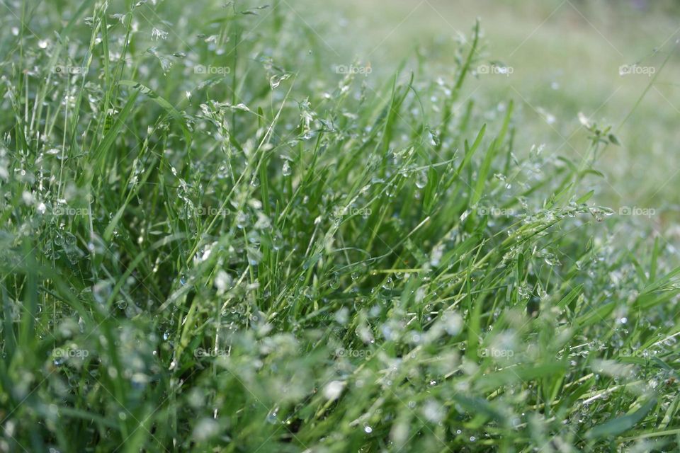 Grass after the rain 