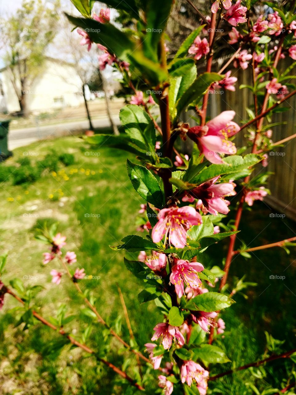 Peach Blossoms